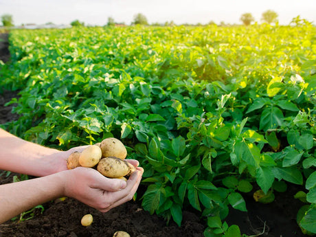 Potato Farming Schedule Utkarsh - Utkarsh Agrochem Pvt ltd. 