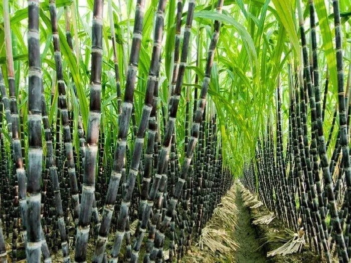 Cotton & Sugarcane