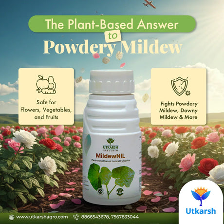MildewNil - Plant Extract-Based Natural Fungicide - Utkarsh Agrochem Pvt ltd. 