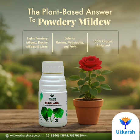 MildewNil - Plant Extract-Based Natural Fungicide - Utkarsh Agrochem Pvt ltd. 