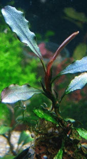 Zinc & Boron Deficiency