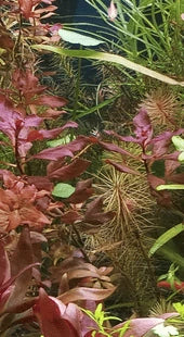 Manganese Deficiency