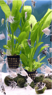 Magnesium Deficiency