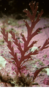 Phosphorus Deficiency