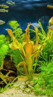 Potassium Deficiency