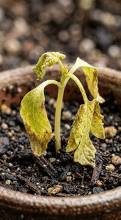 High Transplant Shock
