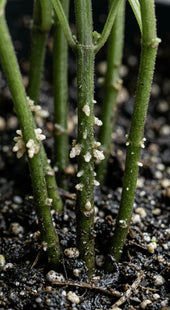 Uneven Root Initiation