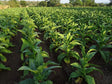Tobacco Farming Schedule Utkarsh - Utkarsh Agrochem Pvt ltd. 