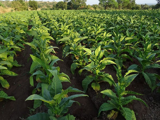 Tobacco Farming Schedule Utkarsh