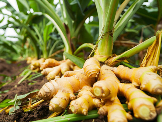 Turmeric Farming Schedule Utkarsh