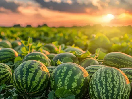 Watermelon 90 Day Variety Farming Schedule Utkarsh - Utkarsh Agrochem Pvt ltd. 