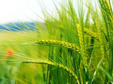 Wheat Farming Schedule Utkarsh - Utkarsh Agrochem Pvt ltd. 