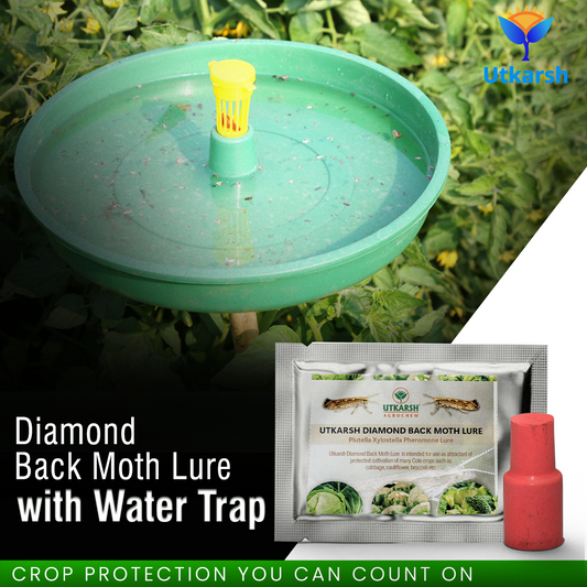 Diamond Back Moth DBM Lure with Water Trap