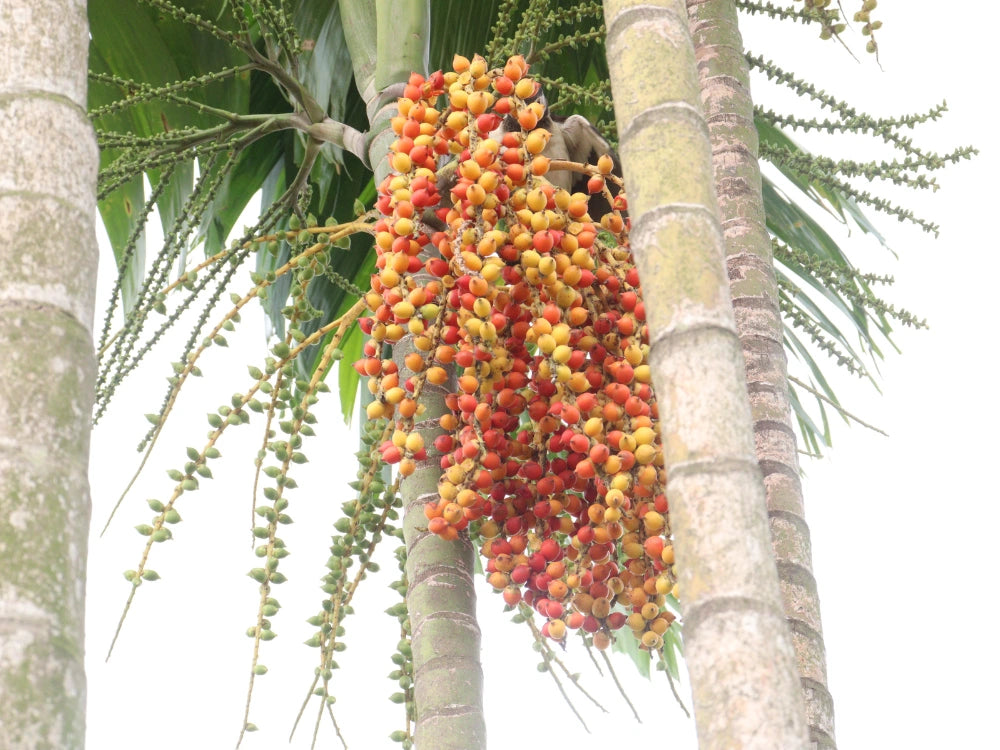 Utkarsh Areca Nut (Betel Nut) Farming Schedule