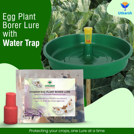 Egg Plant Borer Lure with Water Trap