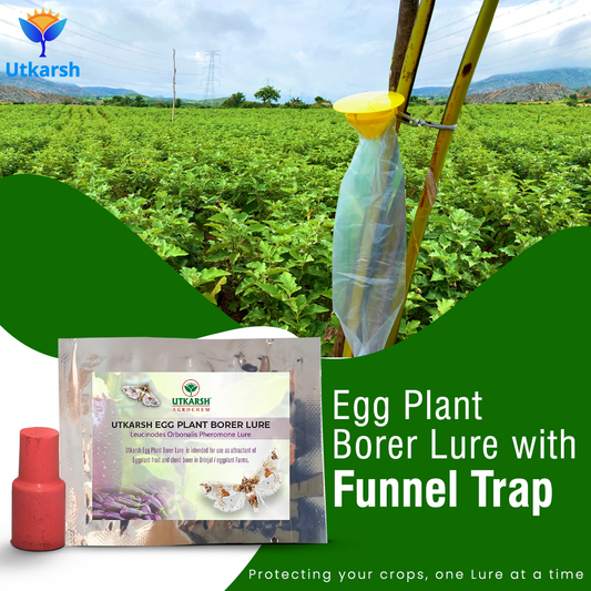 Egg Plant Borer Lure with Funnel Trap