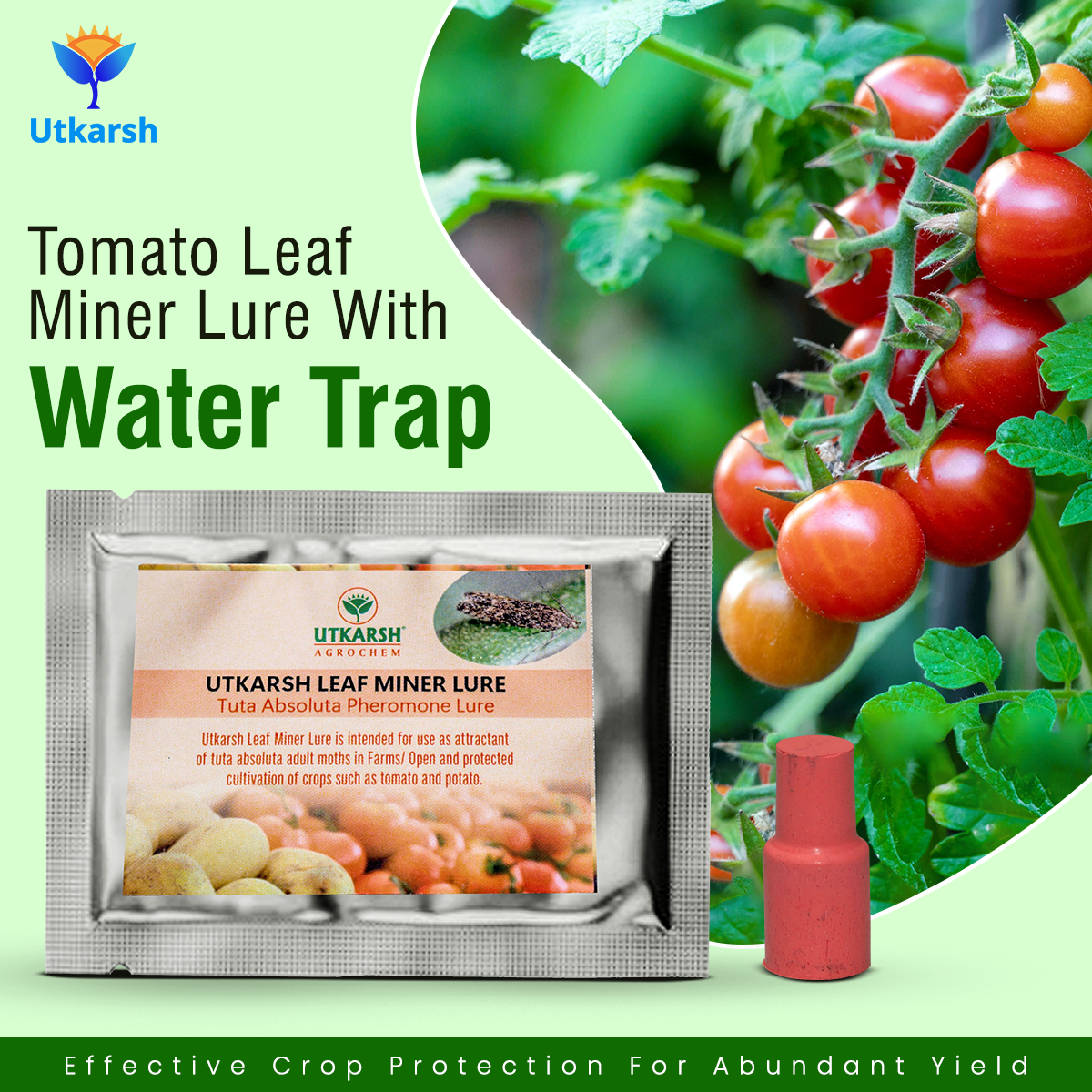 Tomato Leaf Miner Lure with Water Trap