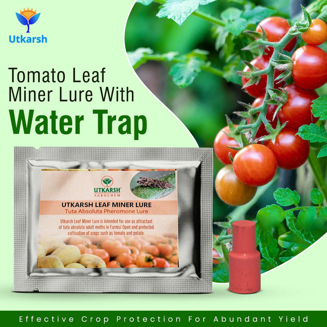 Tomato Leaf Miner Lure with Water Trap - Utkarsh Agrochem Pvt ltd. 