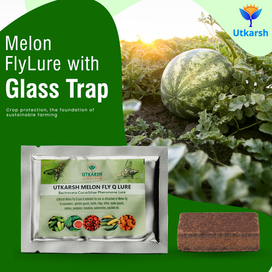 Melon Fly Lure with Eco or Glass Trap