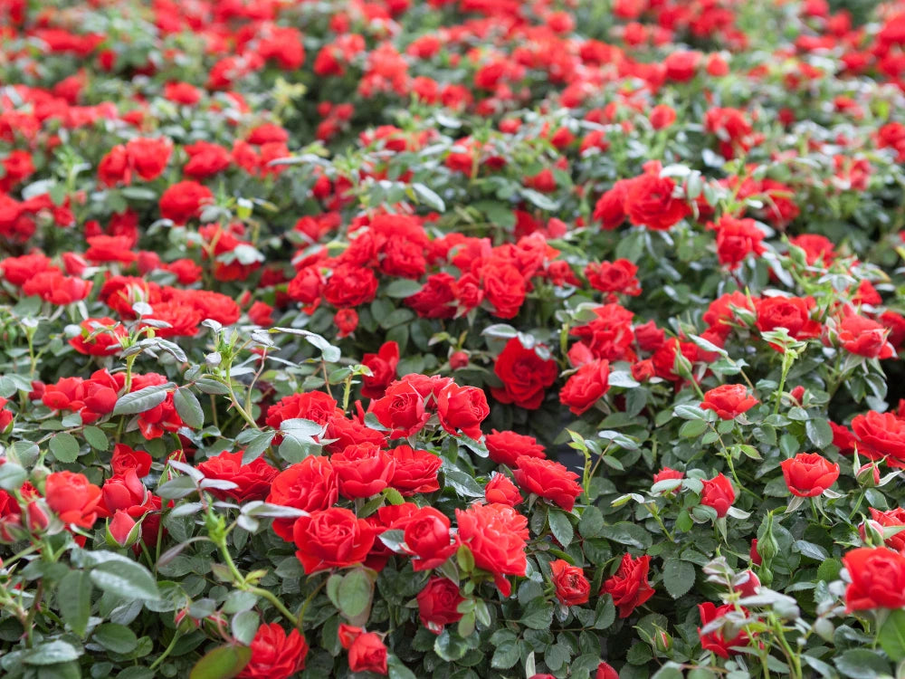 Utkarsh Rose Farming Schedule