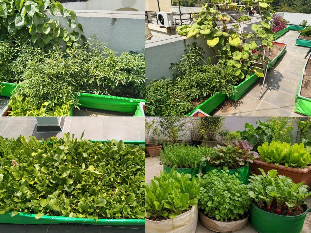 Utkarsh Vegetable Gardening in Pots Schedule