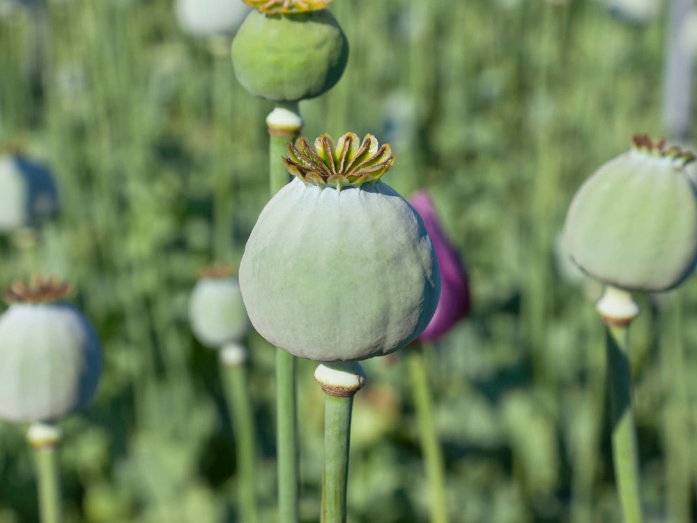 Utkarsh Opium Farming Schedule