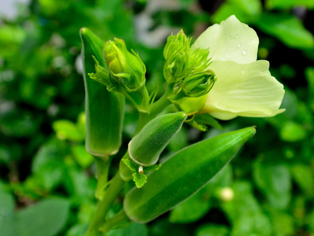 Utkarsh Okra Bhindi Farming Schedule