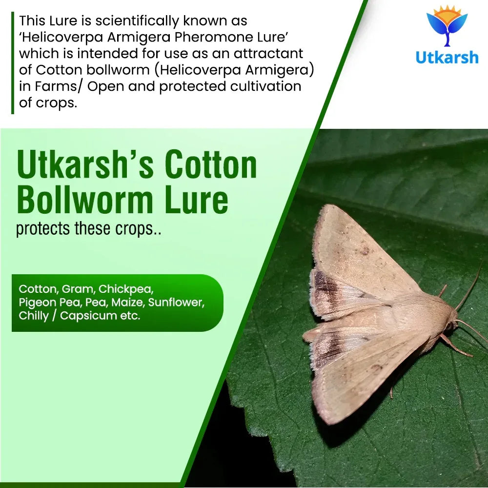Cotton Bollworm Lure - Utkarsh Agrochem Pvt ltd. 