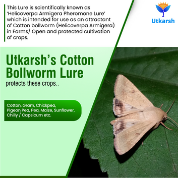 Cotton Bollworm Lure