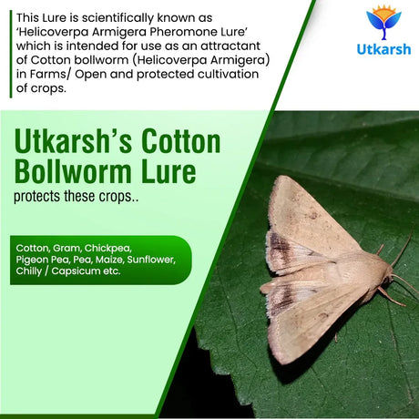 Cotton Bollworm Lure - Utkarsh Agrochem Pvt ltd. 