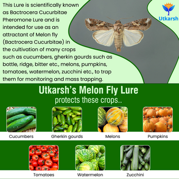 Melon Fly Lure