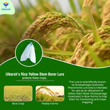 Rice Yellow Stem Borer YSB Lure - Utkarsh Agrochem Pvt ltd. 