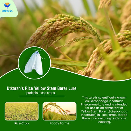 Rice Yellow Stem Borer YSB Lure - Utkarsh Agrochem Pvt ltd. 