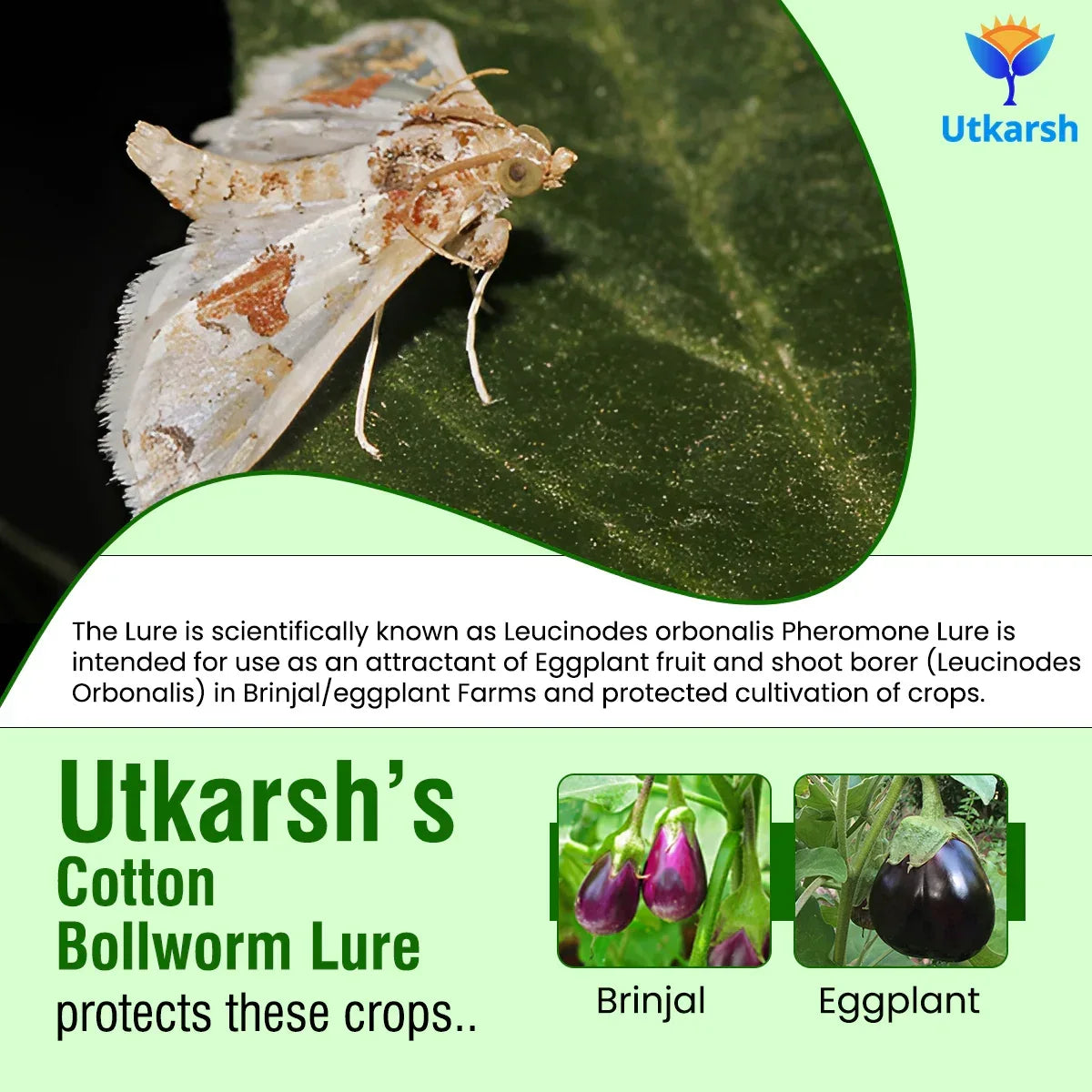Egg Plant Borer Lure - Utkarsh Agrochem Pvt ltd. 