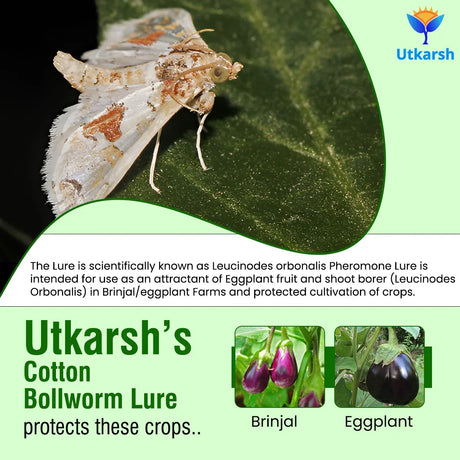 Egg Plant Borer Lure - Utkarsh Agrochem Pvt ltd. 