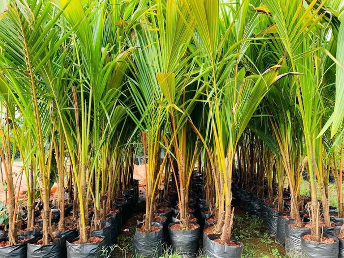 Sugarcane