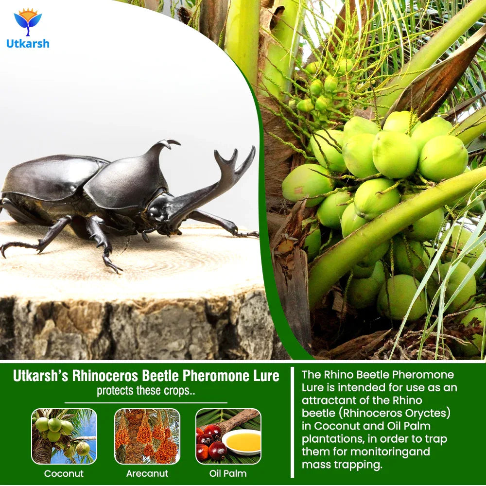 Rhinoceros Beetle Lure - Utkarsh Agrochem Pvt ltd. 