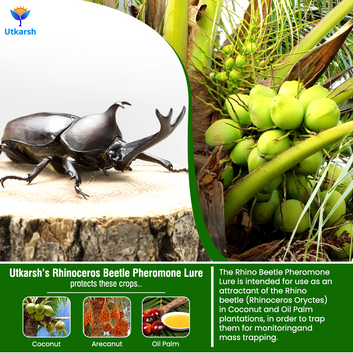 Rhinoceros Beetle Lure