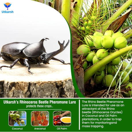 Rhinoceros Beetle Lure - Utkarsh Agrochem Pvt ltd. 