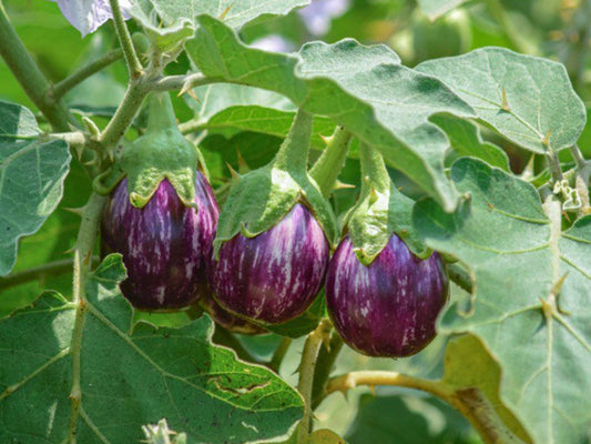 Brinjal Farming Schedule Utkarsh