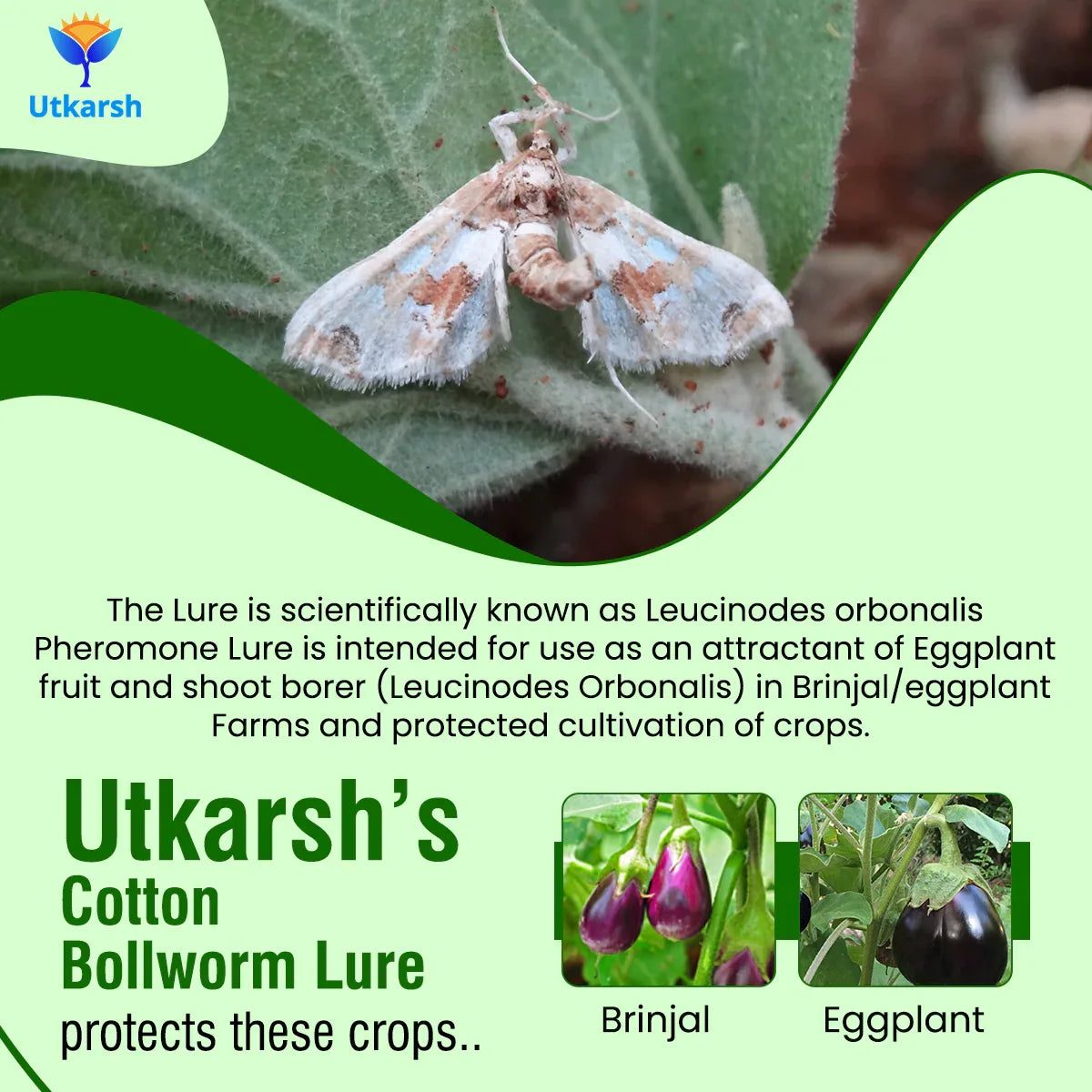 Egg Plant Borer Lure with Water Trap - Utkarsh Agrochem Pvt ltd. 