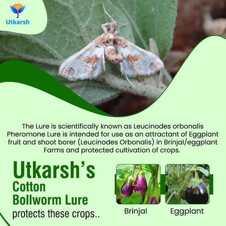 Egg Plant Borer Lure with Water Trap - Utkarsh Agrochem Pvt ltd. 