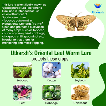 Oriental Leaf Worm Lure with Funnel Trap