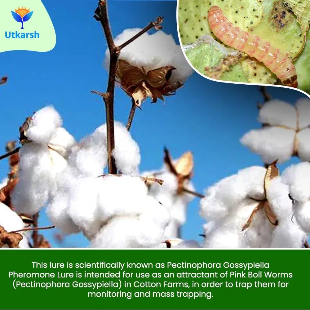 Pink Boll Worm Lure - Utkarsh Agrochem Pvt ltd. 
