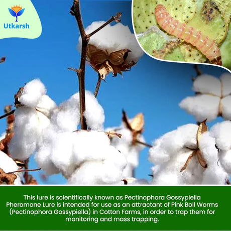 Pink Boll Worm Lure - Utkarsh Agrochem Pvt ltd. 