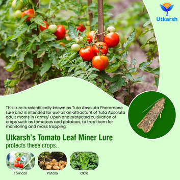 Tomato Leaf Miner Lure