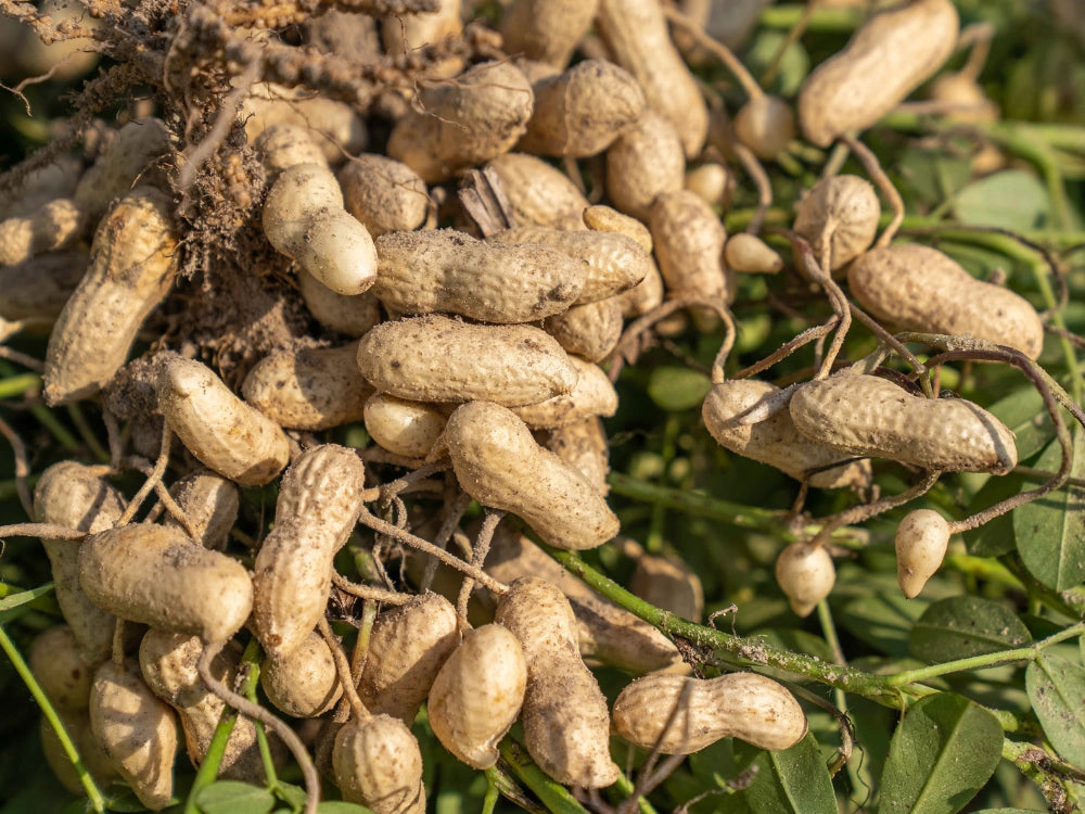 Utkarsh Groundnut Integrated Fertilizer Management