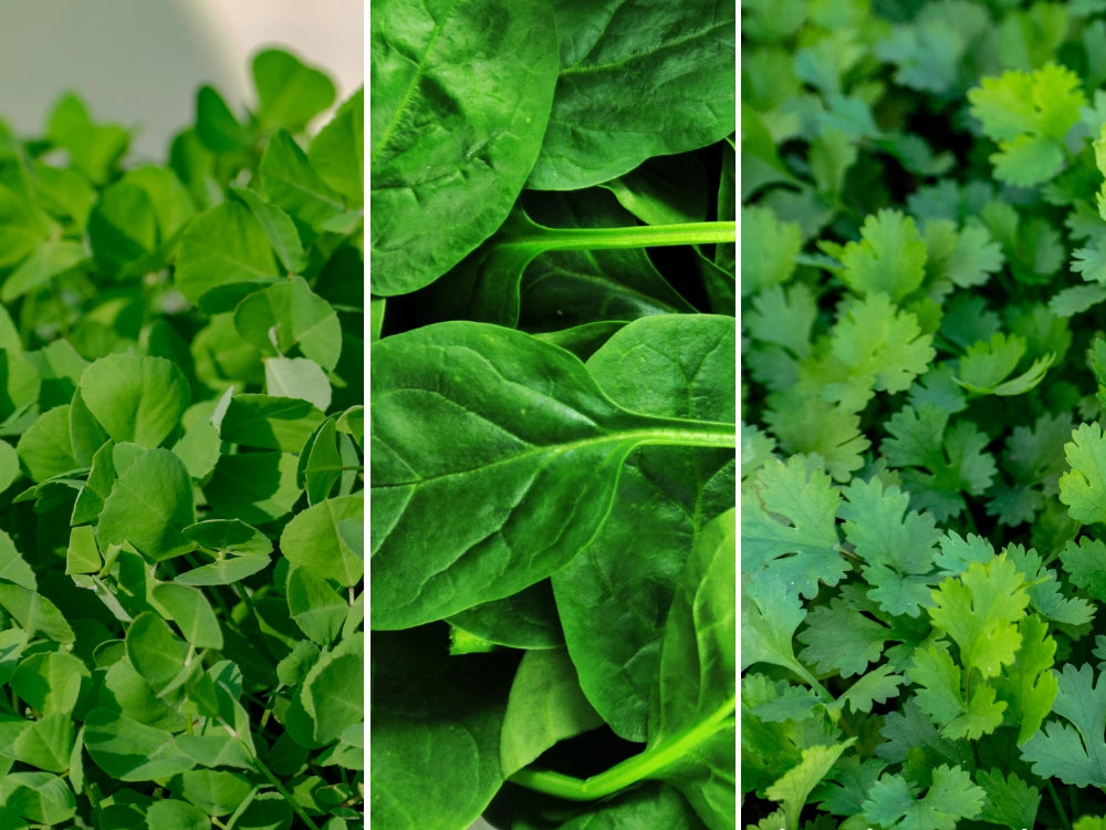 Utkarsh Coriander, Palak (Spinach), Fenugreek (Methi) Farming Schedule