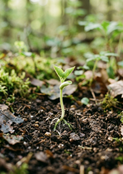 Seed Germination