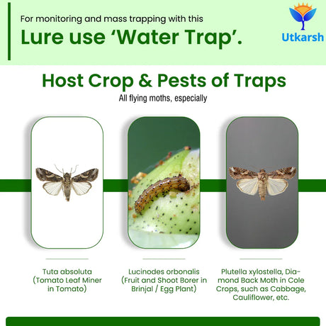 Egg Plant Borer Lure with Water Trap - Utkarsh Agrochem Pvt ltd. 